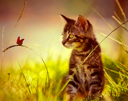 Cat and Butterfly - butterfly, cute, cats, animals