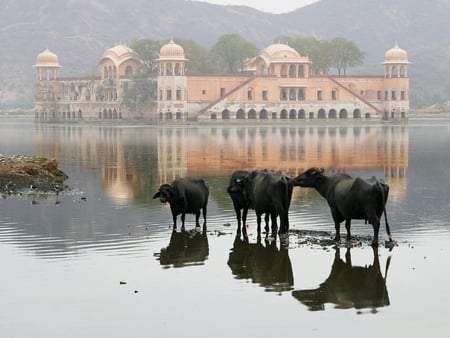 Sacred cows - animal, india, cow, rain