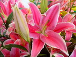 BEAUTIFUL LILIES