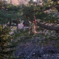 Bird Feeders in the Pine