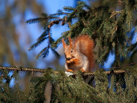 Squirrel - on tree, picture, squirrel, beautiful