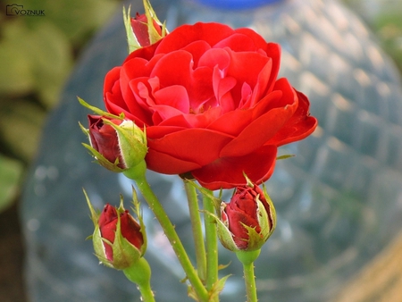 Red rose - red, flower, nature, rose