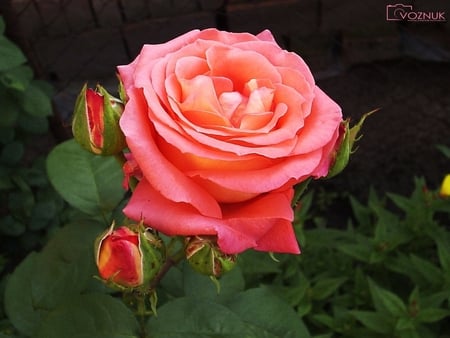 Red rose - red, flower, nature, rose