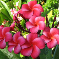 Flowers for my dear friend Tia ( tia80 )