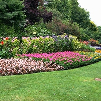 Londonflowers for my dear Angel friend Glyn ( universelover )