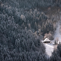 cabin in the winter forest