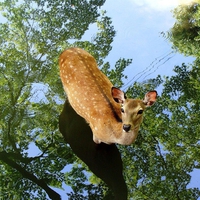 Deer on Tree