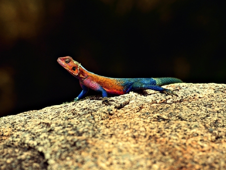 Lizard - lizard, colors, picture, beautiful