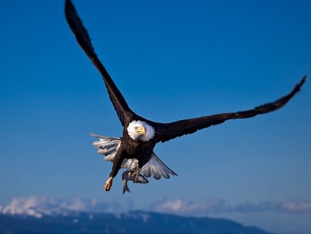 Fishing Eagle - eagle, picture, beautiful, fishing, cool