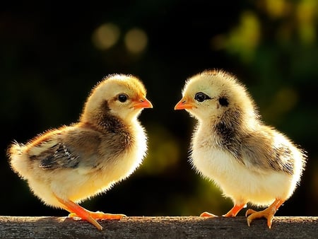 Cute Chicks - cool, cute, black, bird, beautiful, spring, yellow, chicken, chicks, picture, orange, nature, couple