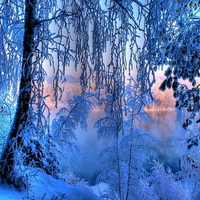 Winter beauty