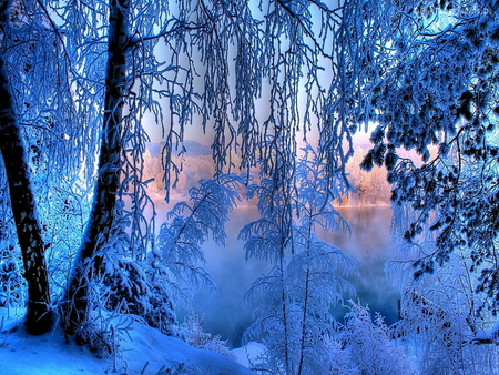 Winter beauty - nature, branches, trees, frost, sun, winter, sunset