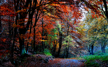 Autumn Colors - pretty, autumn colors, splendor, grass, romance, forest, leaves, path, view, autumn splendor, color, way, woods, trees, beautiful, beauty, colors, lovely, tree, fall, colorful, nature, autumn, autumn leaves, peaceful