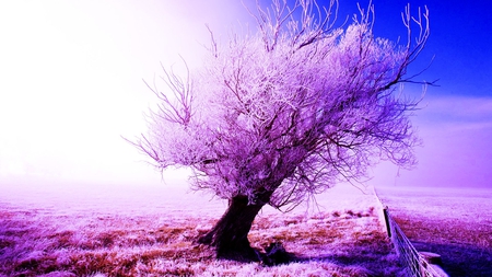 Frosty Nature - fence, winter, colors, tree, lanscape