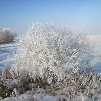 Frosty Morning -12 degrees