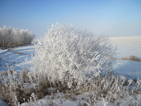 Frosty Morning -12 degrees - white, sky, frost, snow, photography, blue, winter