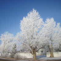 Frosty trees with a blue sky