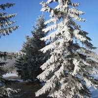 Christmas tree with snow