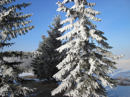 Christmas tree with snow - white, sky, photography, tree, blue, snow