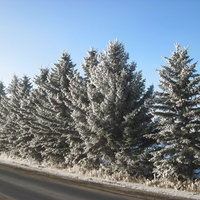 trees in a blue sky day on -12 degrees