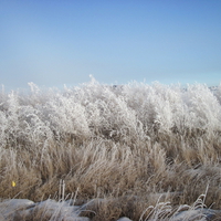 Frosty field on minus 12 degrees