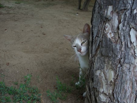 shy cat - pretty, hide, shy, cute, cat, kitty