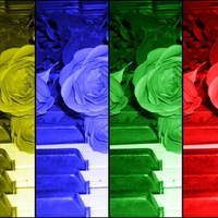 a musical rose