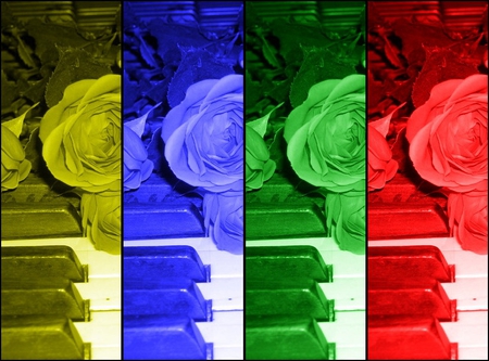 a musical rose - music, piano, rose, flower