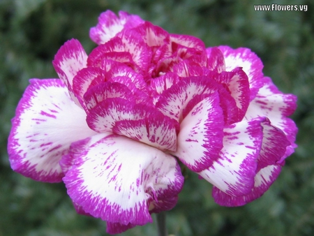 White and Purple Carnation - carnation, white, lovely, purple