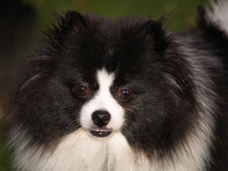 Pepe LePu Upclose - pomeranian, pepe lepu, up close, smiling