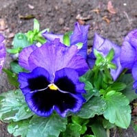 pansy