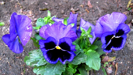 pansy