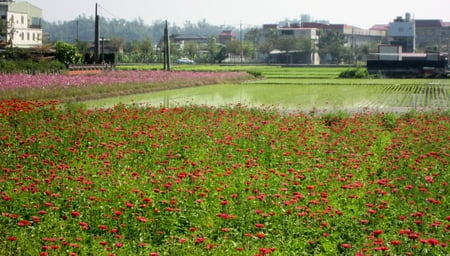 Rural Flower Field