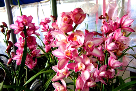 Colorful orchid - colorful, pretty, lovely, orchid