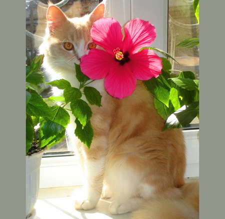 A friend for Miss Kate - white, sill, brown, sunshine, cat, pink, plant