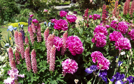 Flower Garden - pretty, pink, green, summer, flowers