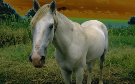 Lone Horse - sky, pony, horse, orange, grass