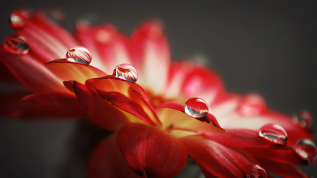 Pearls and Petals - water, red, macro, drops, flower, petals