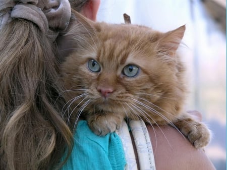 Cat - cute, blue, cat, brown