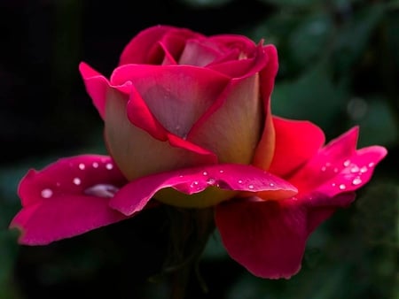 Pink Rose - rose, nature, pink, beautiful