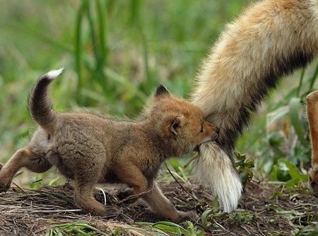 Don't Leave Me - cute, grass, nature, wallpaper