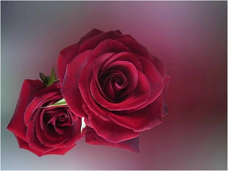 Roses - image, roses, pink, red