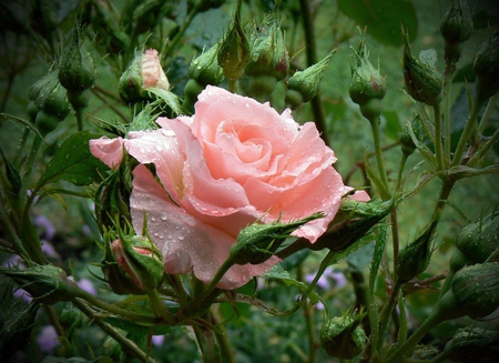 Peechy Pink Rose - nice, color, fresh, flowers