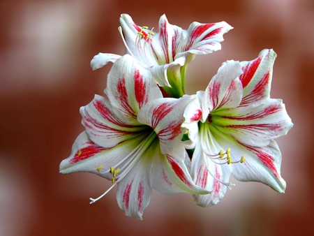 Nice Lilies - white, lilies, and, pink