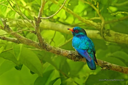 Asian Emerald Cuckoo - bird, colorful, beautiful, green, asian emerald cuckoo, background