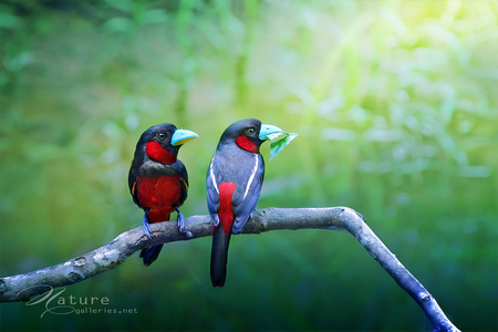 BLACK AND RED BROADBILL - birds, black and red broadbill, fly, beautiful, two, lovely