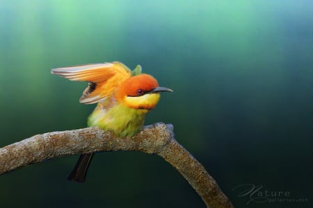 Learning to Fly... - learning, branch, beautiful, colorful, small, fly, bird