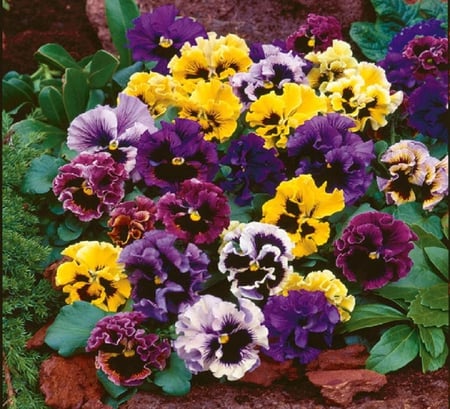 Pansy Frizzle Sizzle. - petal, colour, nature, garden, pansy, flower