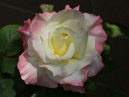 Pastel rose. - petal, colour, nature, rose, leaf, flower, pastel