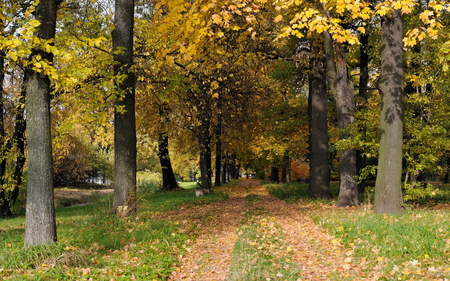 Autumn trees. - fall, path, leaf, tree, nature, autumn